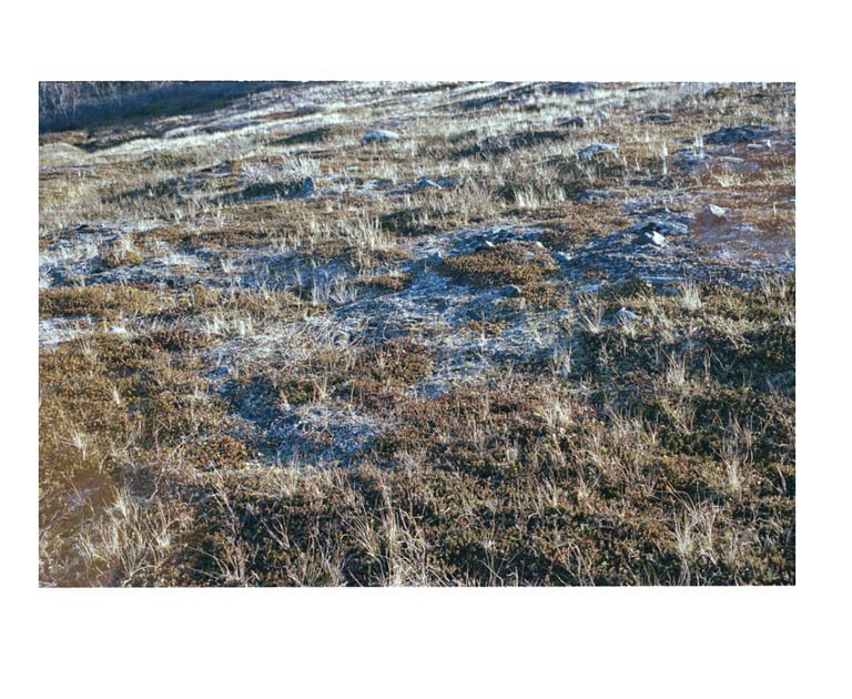 Image from the permafrost ground in Abisko