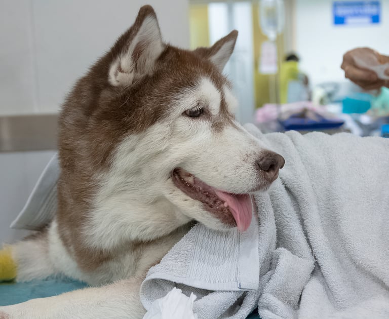 chien hospitalisation vétérinaire arcachon
