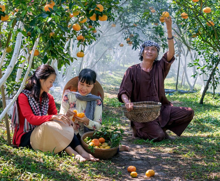 Tres personas cosechando naranjas en un naranjal, simbolizando unión y abundancia.
