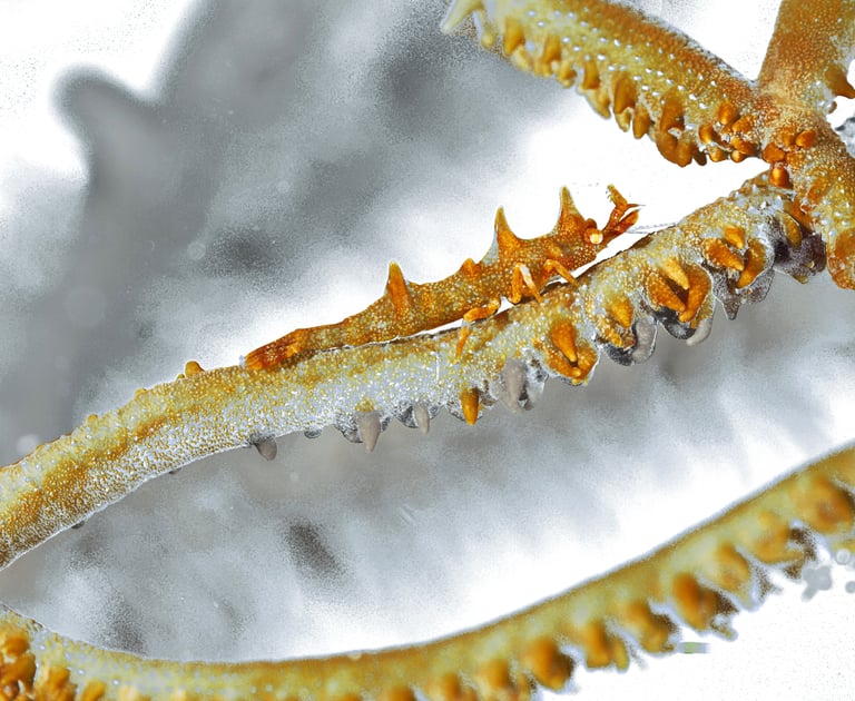 a crab crab crab crab crabfish and a crabfish