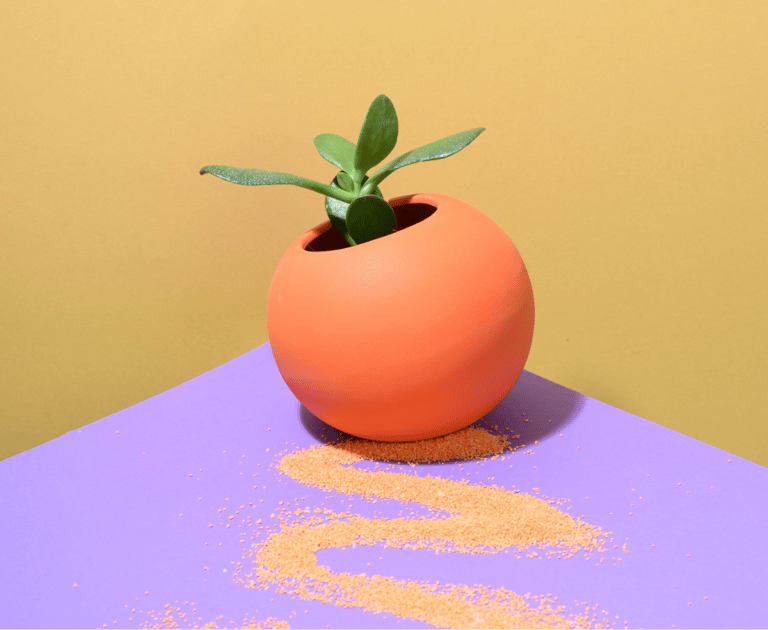 a plant in a vase on a table