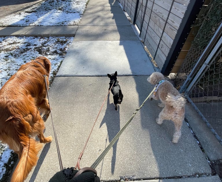 Dog Walking service Chicago