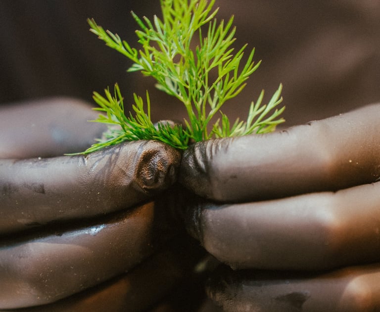 Détail sur une herbe aromatique en cuisine