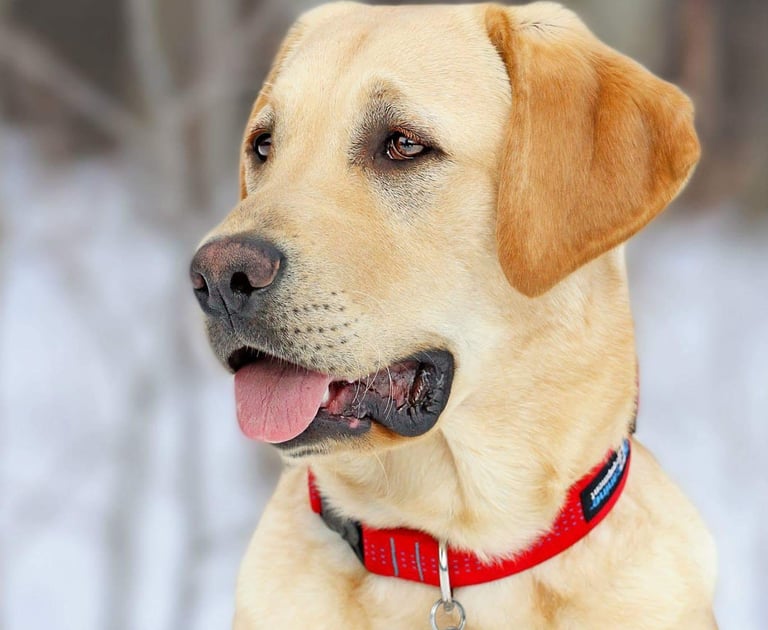 picture of max the dog who stays at Tails of Tavi