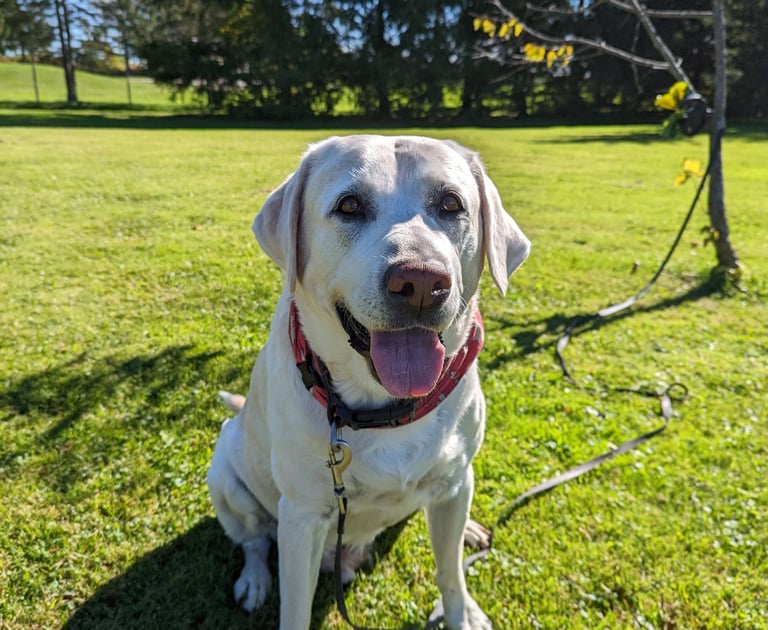 Max out for a walk in tavistock