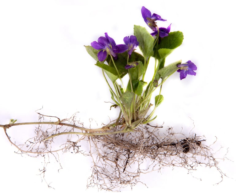 Grow Plan - Upgraded Website Management