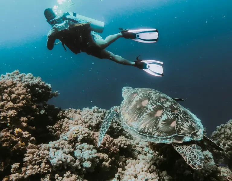 Diving with turtle in Philippines