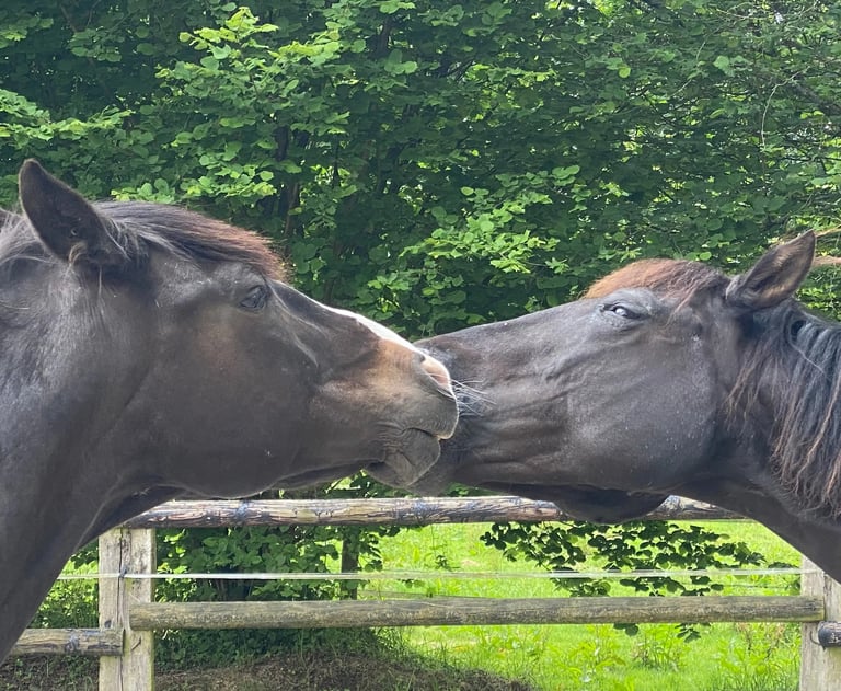 Deux chevaux noirs se font des bisous