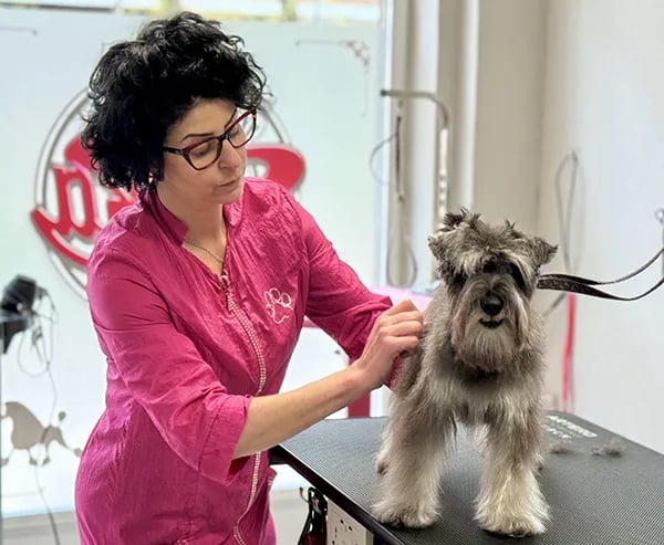 peluquería canina arreglo a stripping schnauzer
