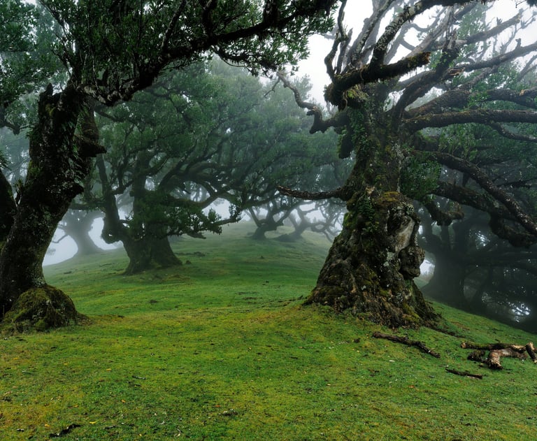 Paisaje frondoso del bosque de Laurisilva en Tenerife, perfecto para rutas camperizadas