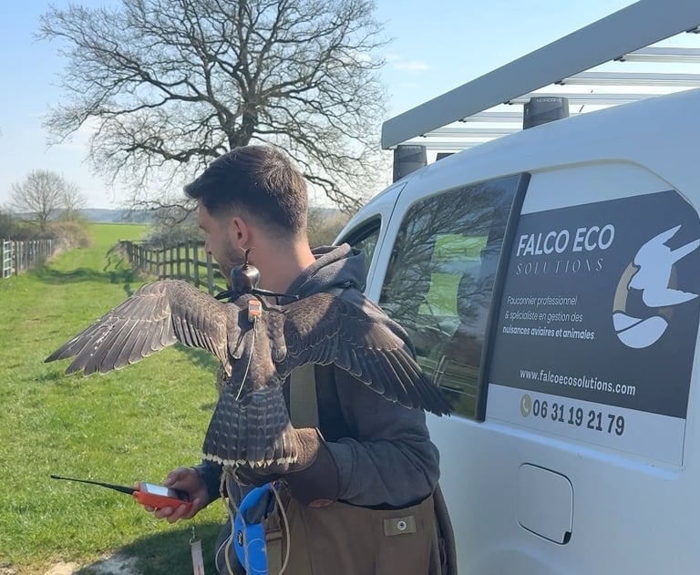 Falco Eco Solutions en intervention d'effarouchement