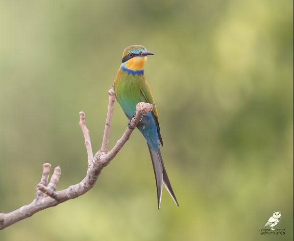 Blauwkopbijeneter zittend op een tak in Gambia