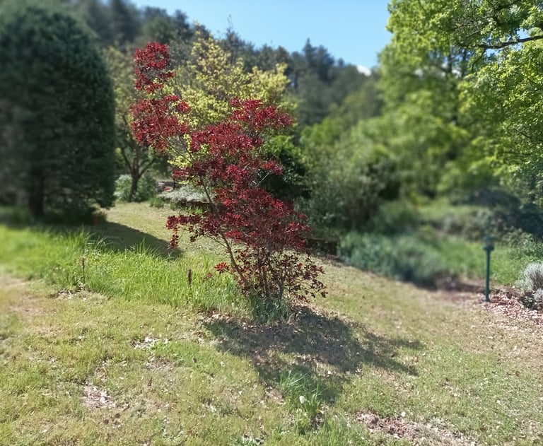 Our callistemon bush