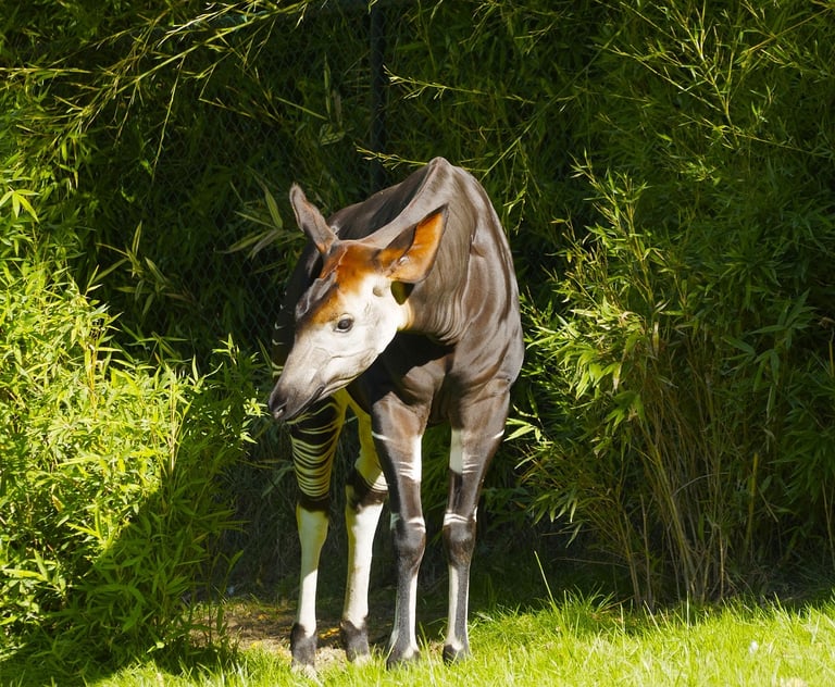 Okapi standing in forest clearing showing full body with striped legs and brown coat