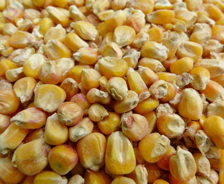 Grains de maïs. Crédit photo : Terres&Graines