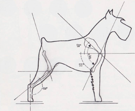 morfología Schnauzer
