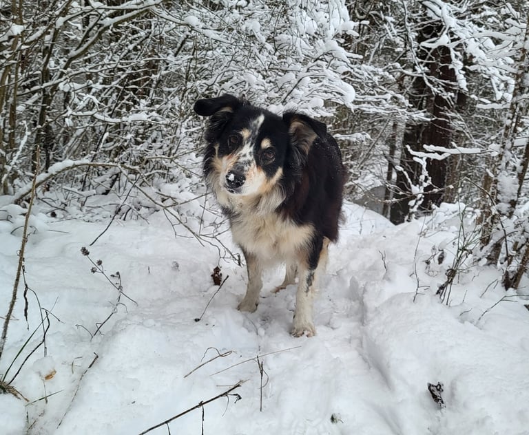 Border Collie Breeder | Border Collie Kennel | Border Collie Puppies