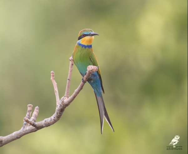Swallow-tailed Bee-eater perched on branch in The Gambia