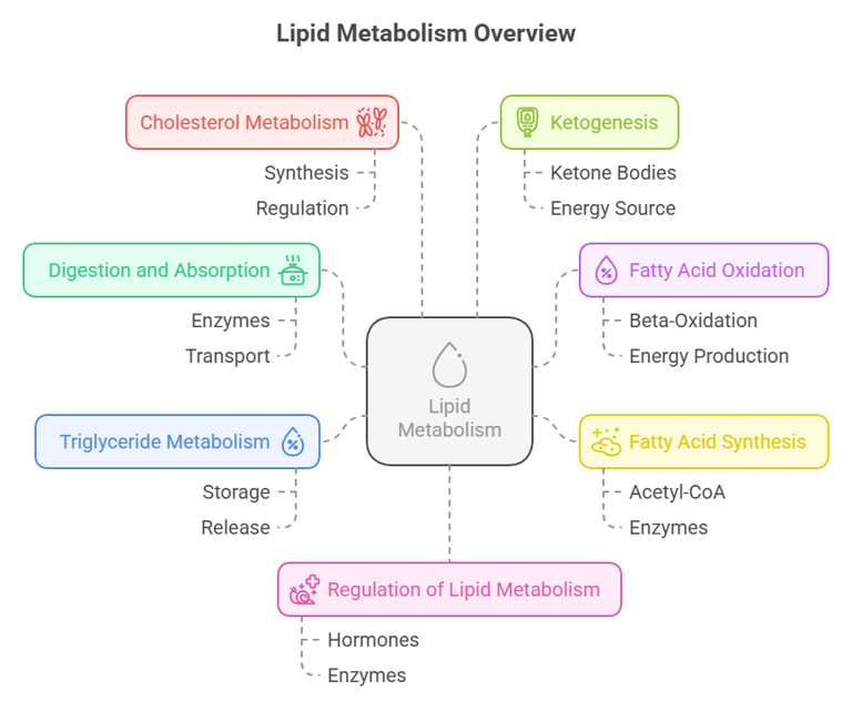 Lipid metabolism overview