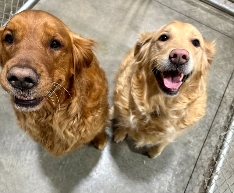 Happy dogs board and train options in North Idaho.
