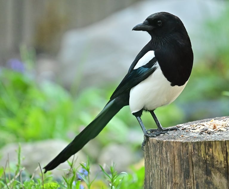 Magpie