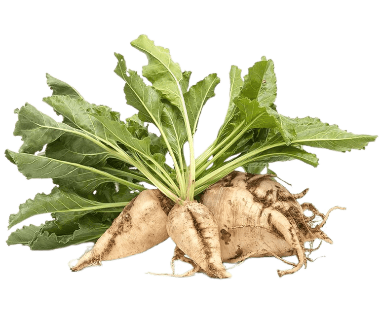 chicory root