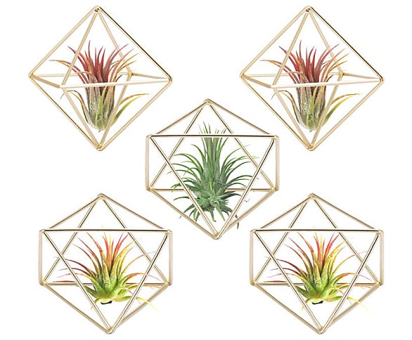 Tillandsia Air Plant Holder Modern Geometric Metal Hanger Decor