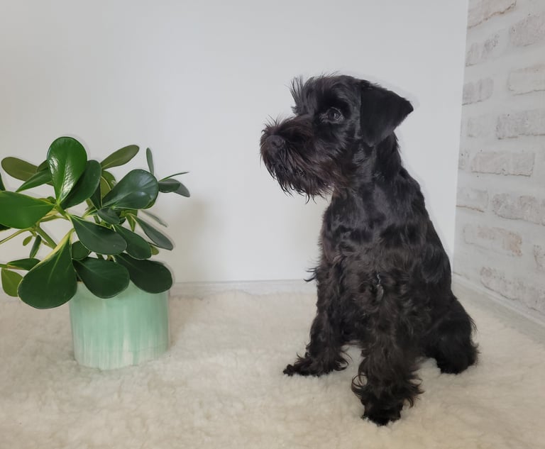 Anouk Des Diamants Noirs d'Also