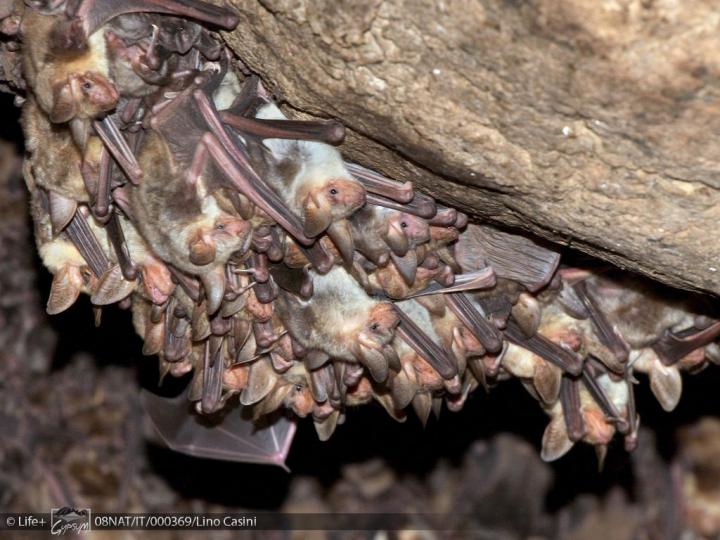 pipistrelli grotte di onferno, esplorazione grotte, eventi