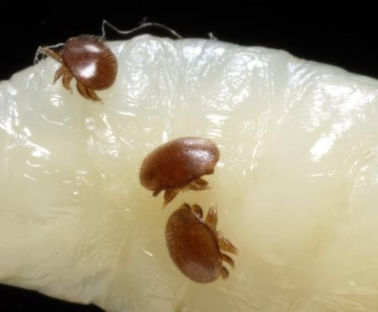 Macro view of brown Varroa destructor mites infesting a honey bee larva.