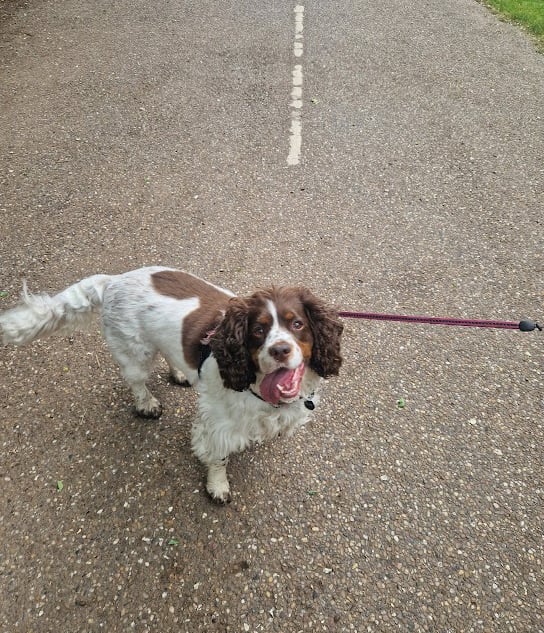 Doncaster dog walker