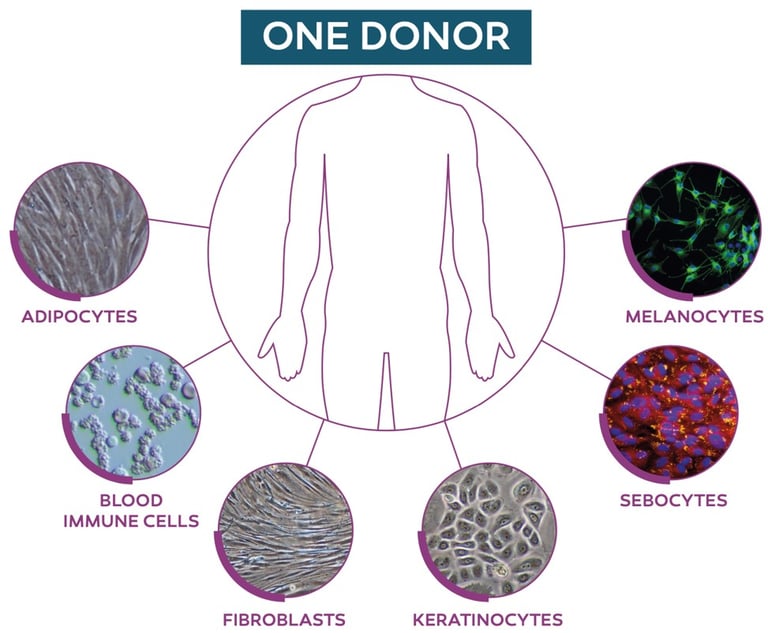 High quality research human cells from CTIBIOTECH biobank biosourcing
