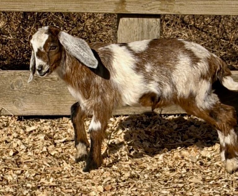 Light brown goat with white ears walking 