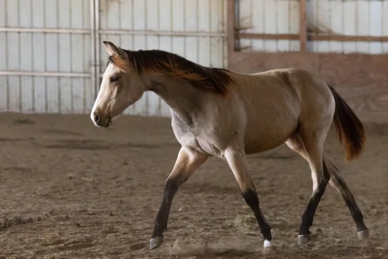 a buckskin horse