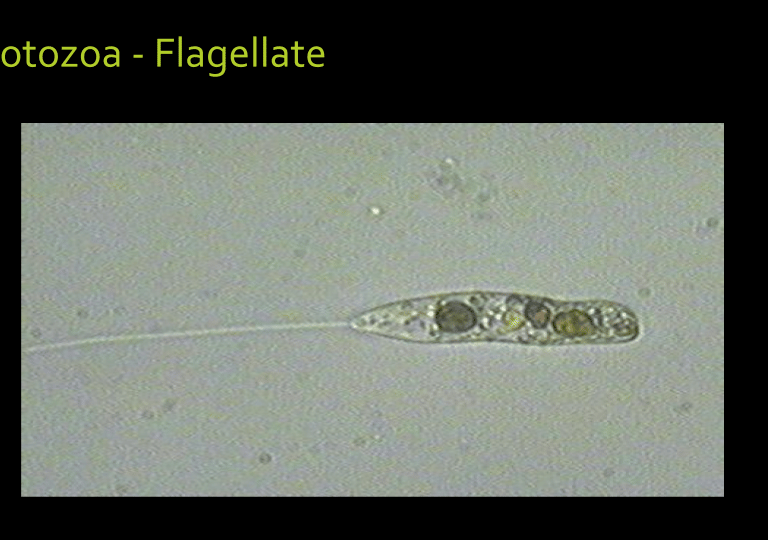 microscope image of a living soil flagellate