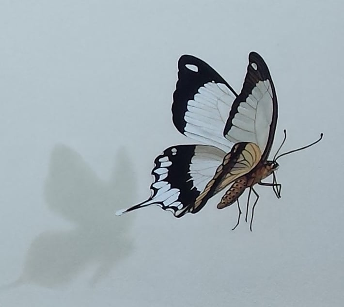Détail d'une fresque peinte: un beau papillon noir et blanc vole. à Lons-le-Saunier (Jura, 39).
