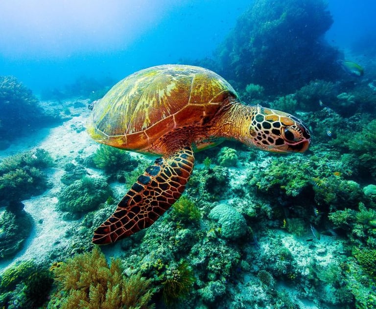 a turtle turtle turtle turtle turtle turtle turtle turtle turtle turtle turtle turtle turtle turtle turtle