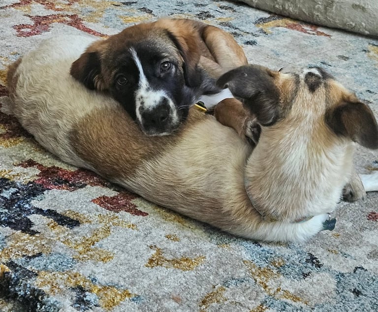 Calm and fulfilled pets is our goal