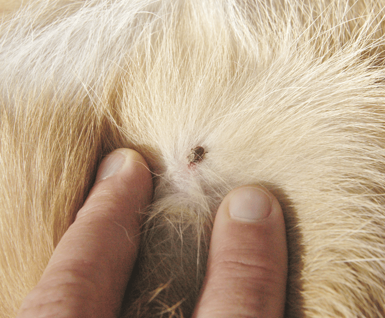 DOG TICK PEST CONTROL SERVICE