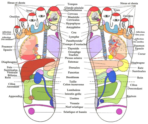 Carte schéma en réflexologie plantaire