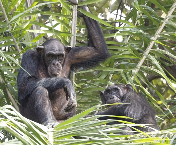 Chimpansee rustend tussen de groene bladeren