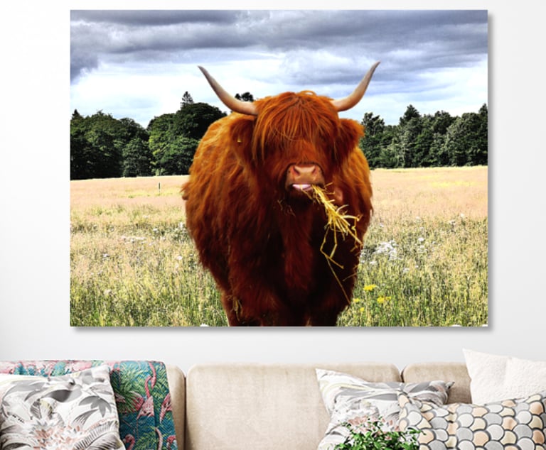 Highland Cow standing in field eating hay.