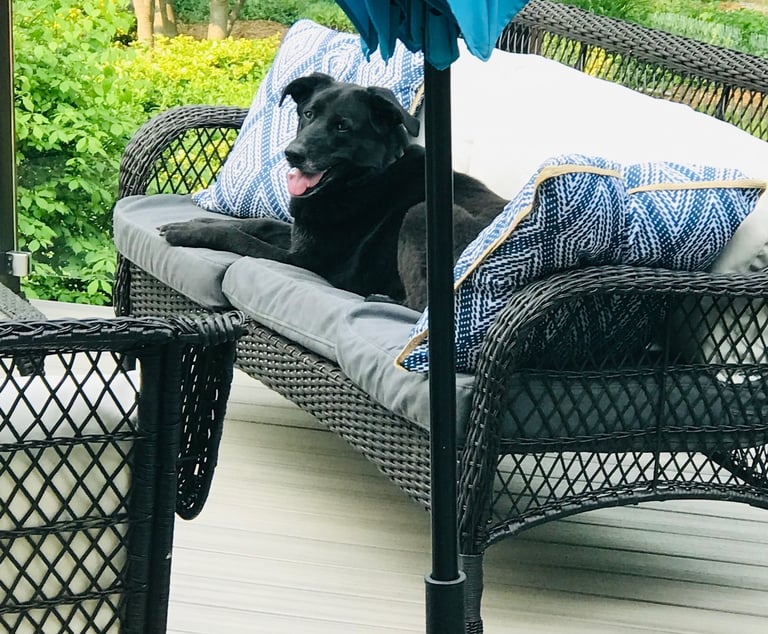 Dog on the outdoor couch