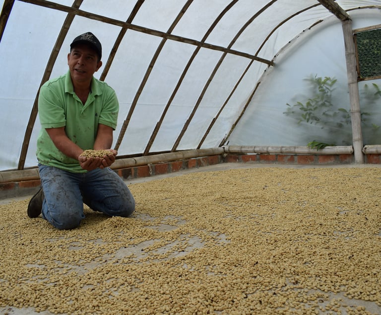 drying green coffee in Colombia