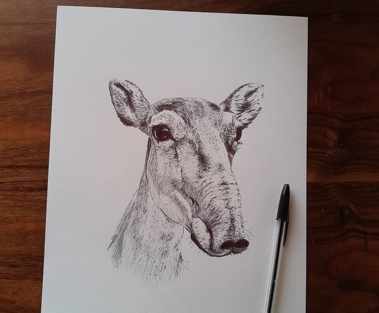 portrait antilope saïga au stylo BIC