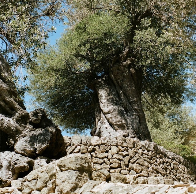 a tree that is growing out of a stone wall