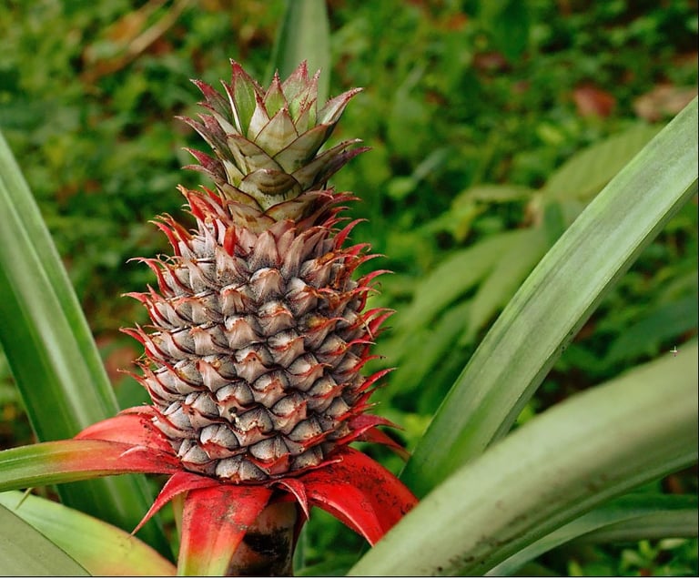 pineapple