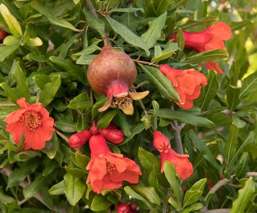 pomegranate