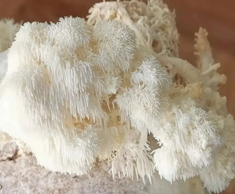 Foto del hongo melena de león (hericium erinaceus)