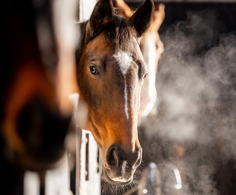 horse heads out over stable doors waiting to receive horse feed supplement connexion